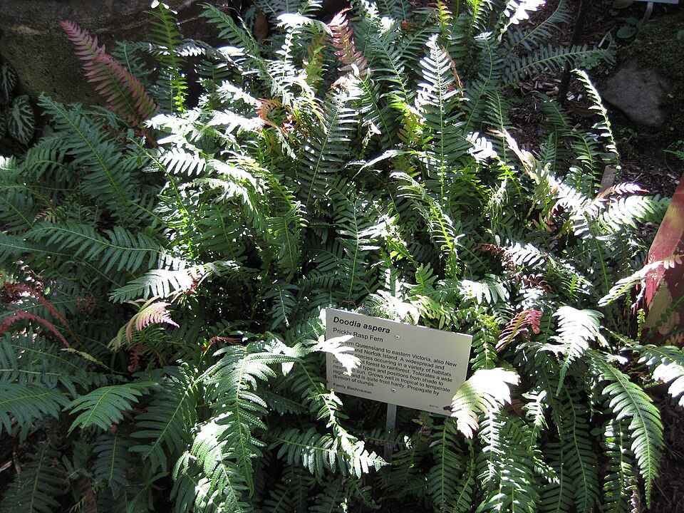 Doodia aspera (Prickly Rasp fern) (alternate view 10)
