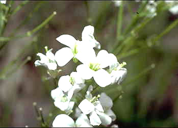 Cardamine bulbosa (bulbous cress) (alternate view 7)