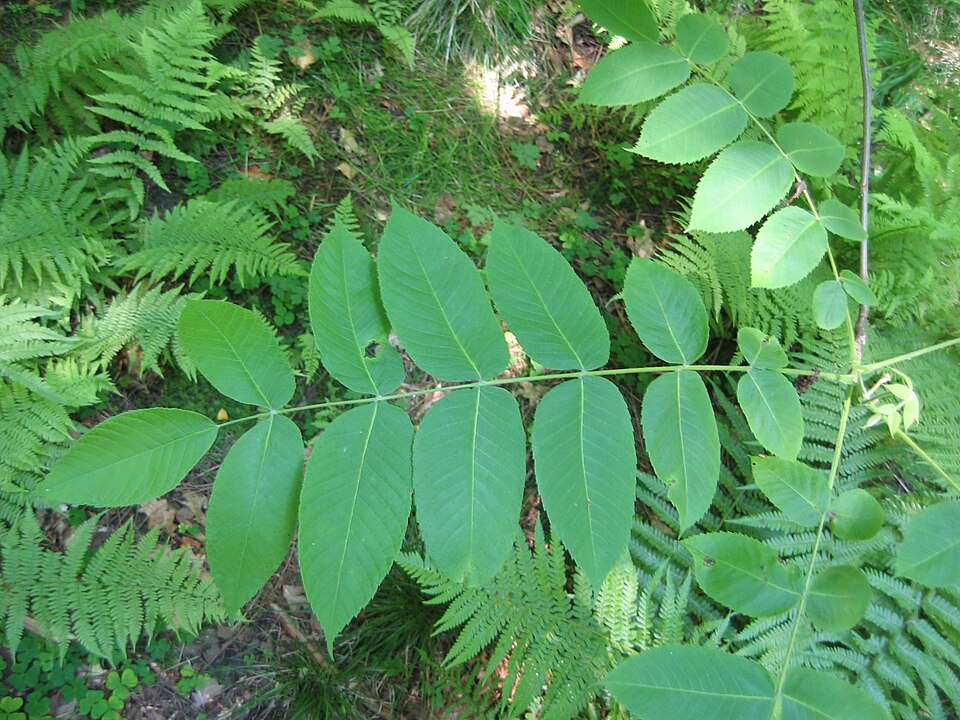 Juglans cinerea (Butternut) (alternate view 3)