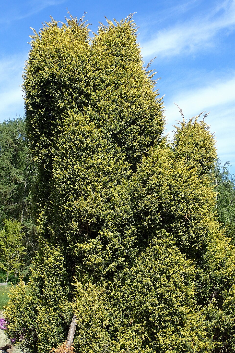 Juniperus communis 'Gold Cone' (Gold Cone Juniper) (alternate view 2)