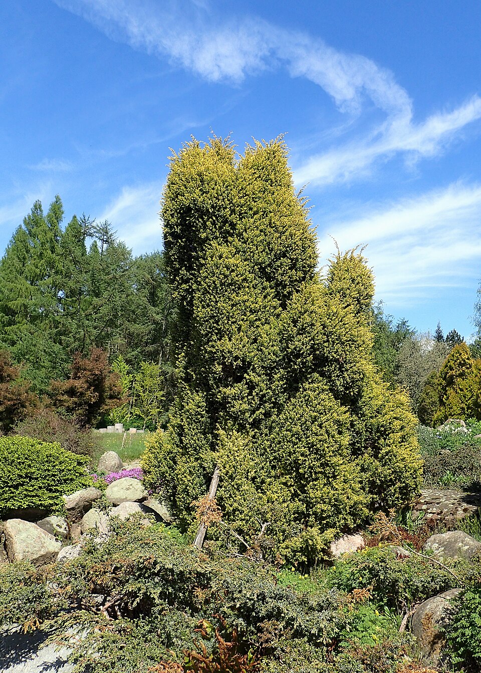 Juniperus communis 'Gold Cone' (Gold Cone Juniper) (alternate view 3)