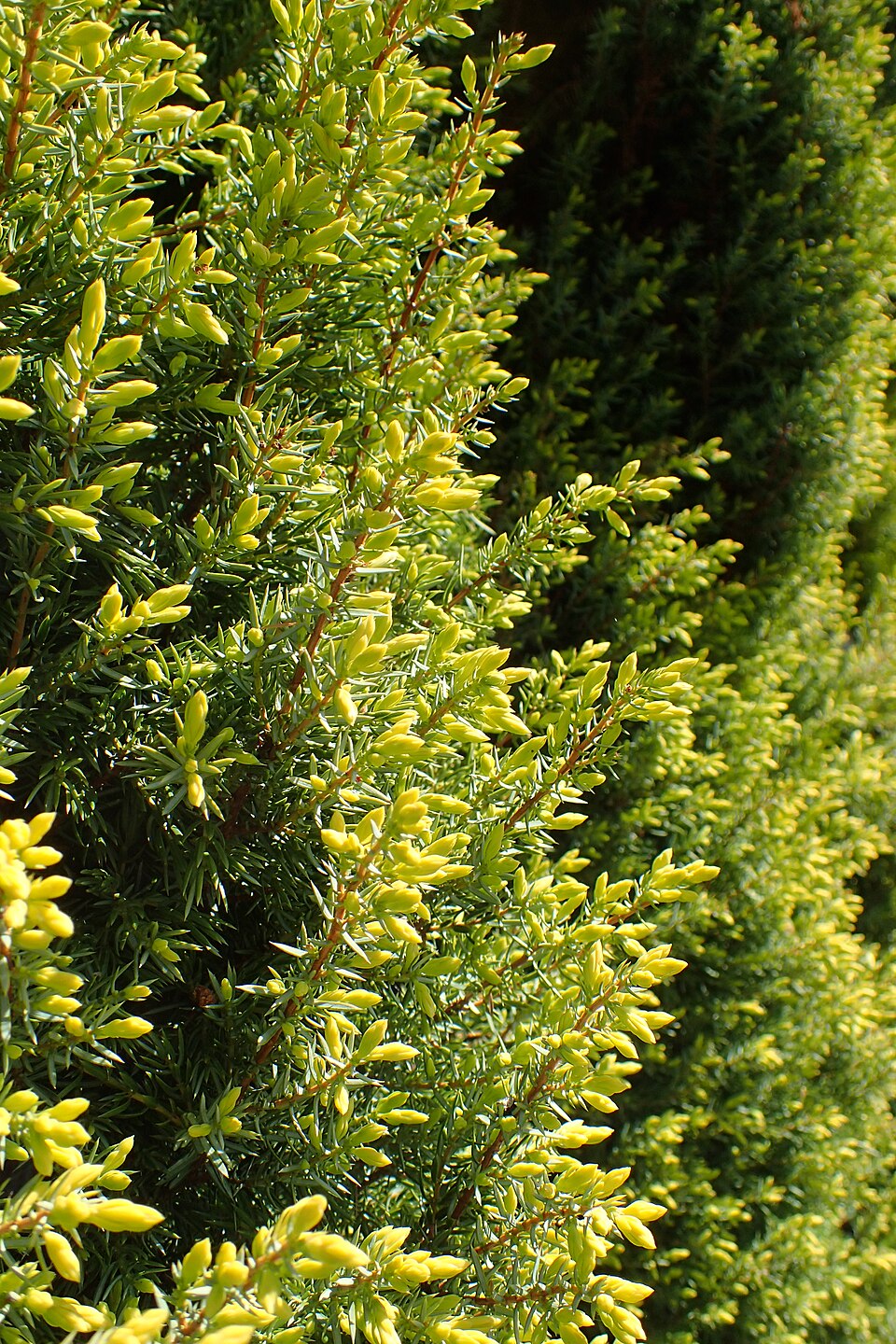 Juniperus communis 'Gold Cone' (Gold Cone Juniper) (alternate view 4)
