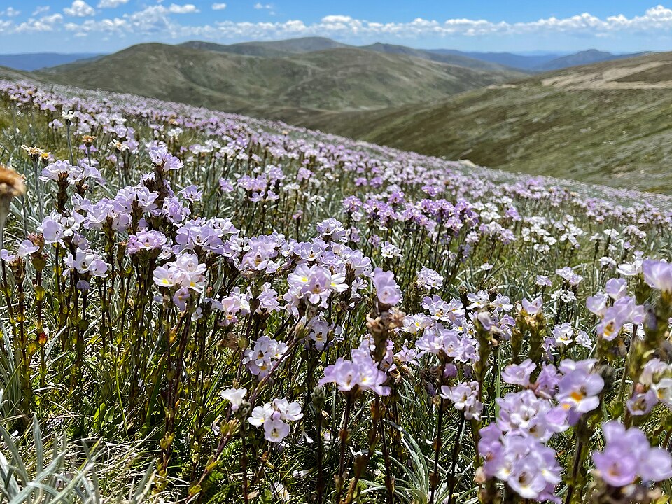 Euphrasia collina (purple eyebright) (alternate view 7)