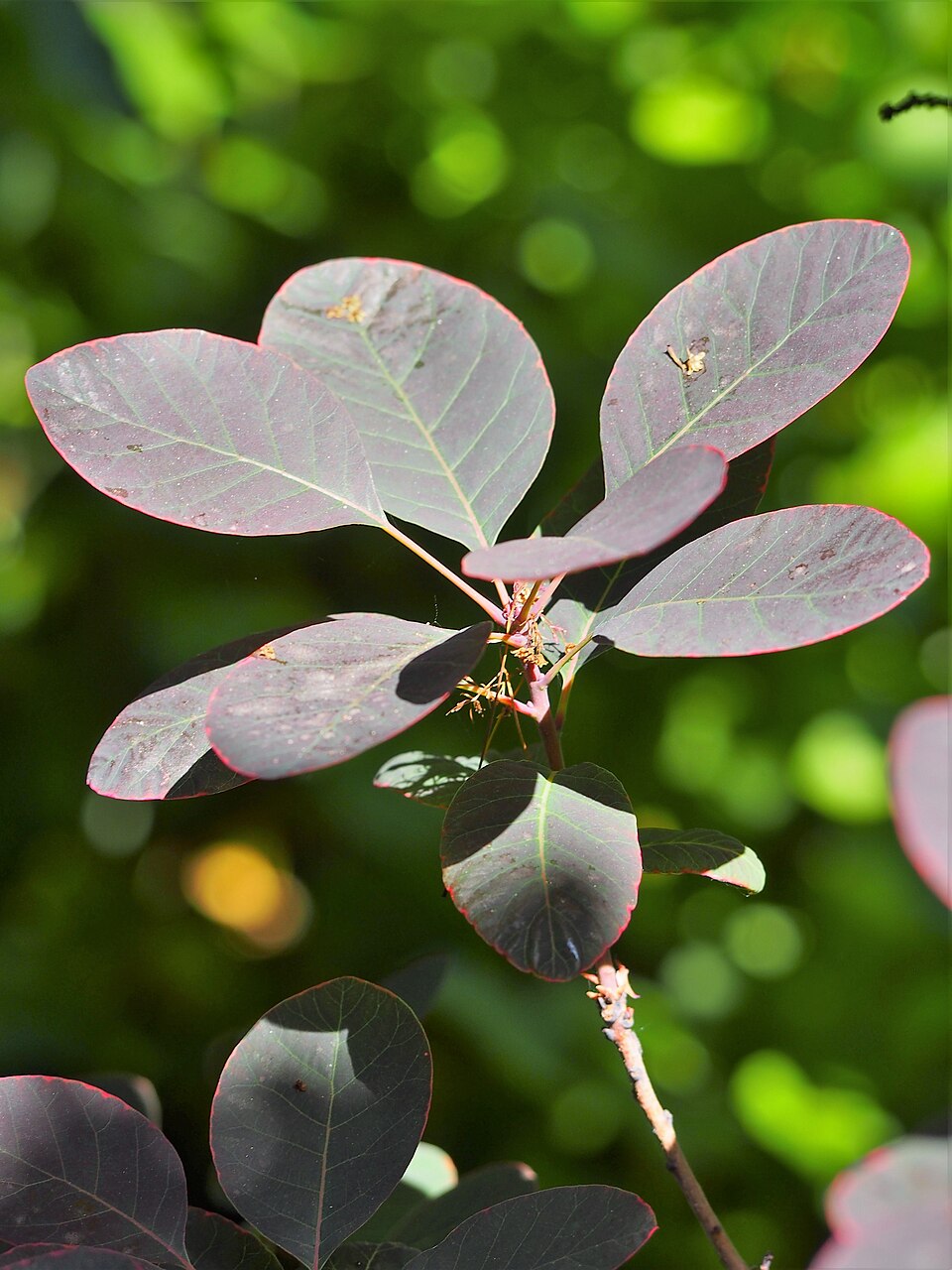 Cotinus 'Grace' (Grace smoke tree) (alternate view 5)