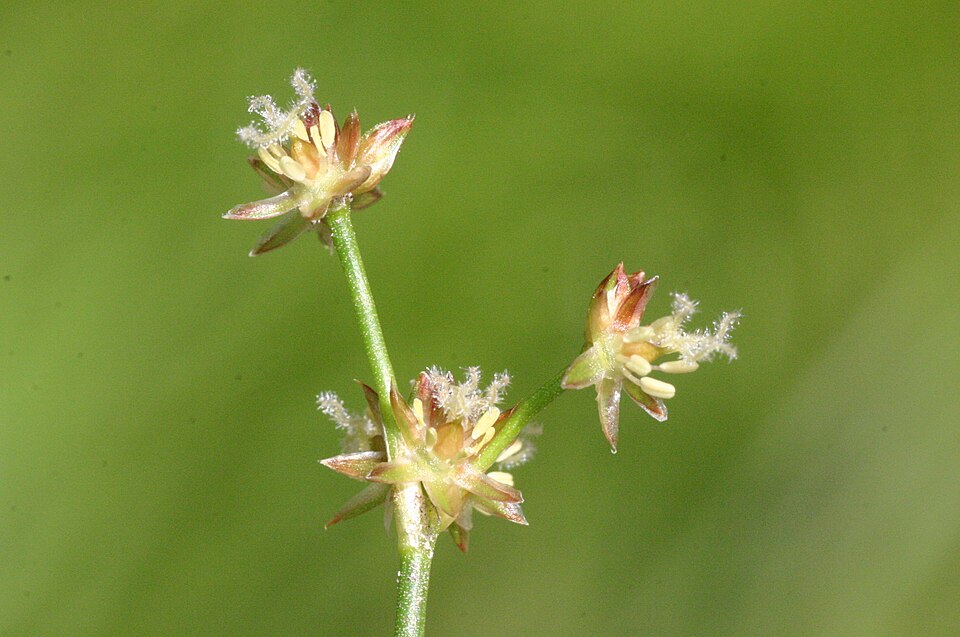 Juncus articulatus (jointed rush) (alternate view 6)