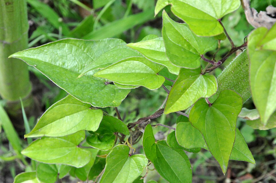 Dioscorea polystachya (Chinese yam) (alternate view 4)