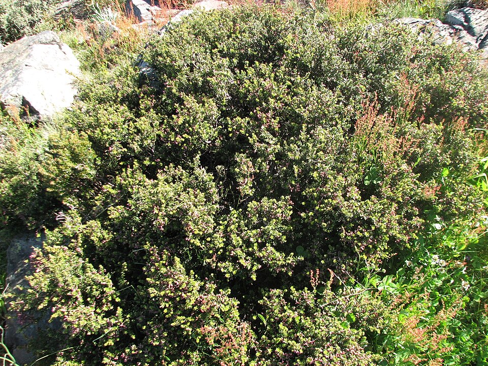 Podocarpus lawrencei (Mountain Plum Pine) (alternate view 4)