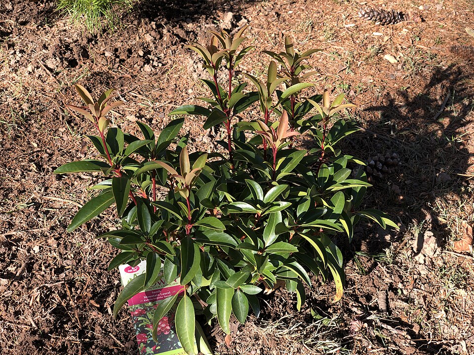 Kalmia latifolia 'Sarah' (Sarah Mountain Laurel) (alternate view 3)