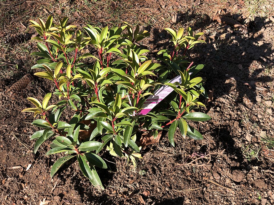 Kalmia latifolia 'Sarah' (Sarah Mountain Laurel) (alternate view 4)