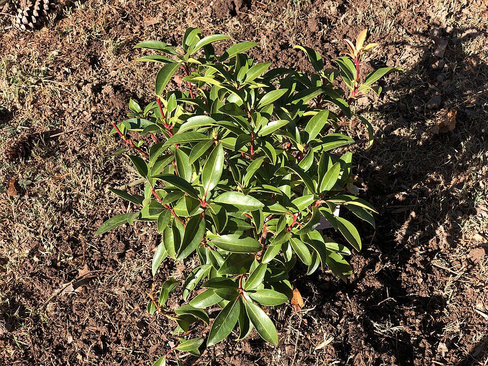 Kalmia latifolia 'Sarah' (Sarah Mountain Laurel) (alternate view 5)