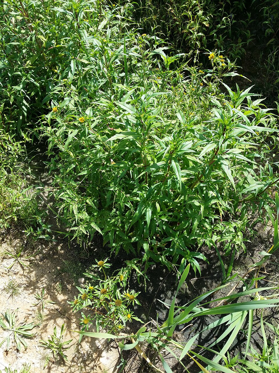 Bidens cernua (Nodding Beggarticks) (alternate view 7)