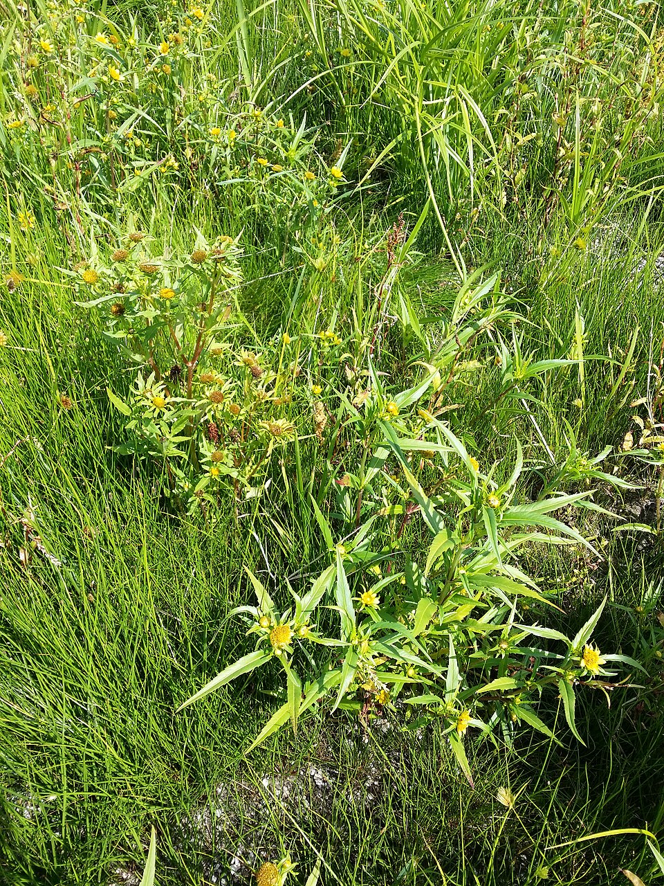Bidens cernua (Nodding Beggarticks) (alternate view 8)