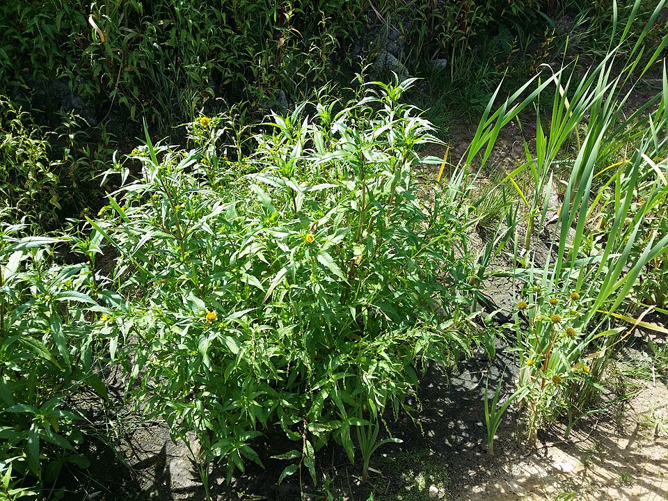 Bidens cernua (Nodding Beggarticks) (alternate view 9)