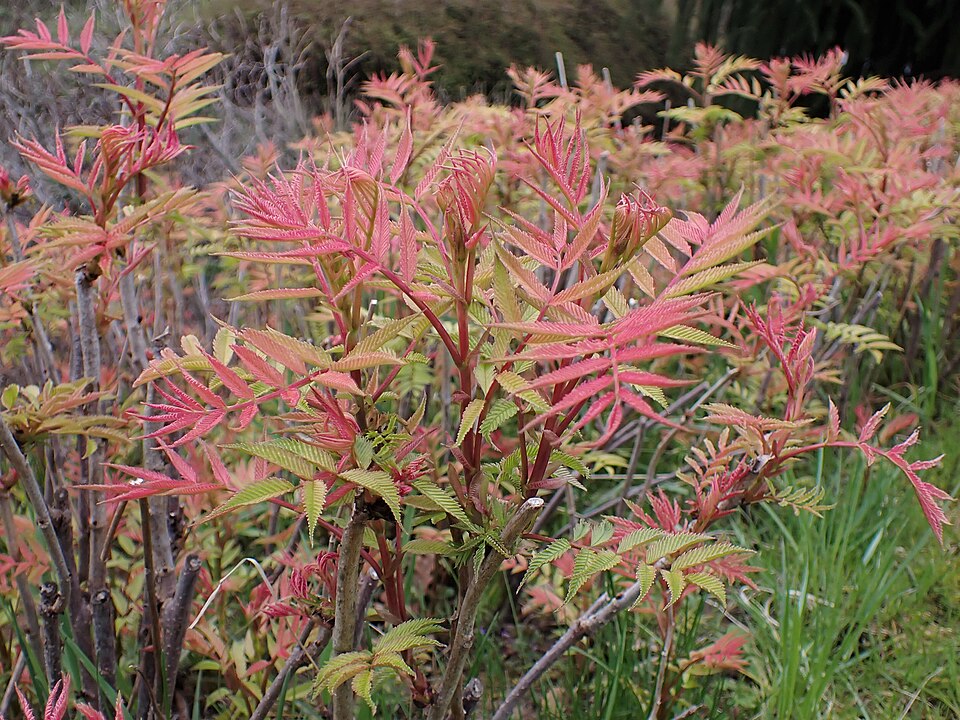 Sorbaria sorbifolia 'Sem' (alternate view 4)
