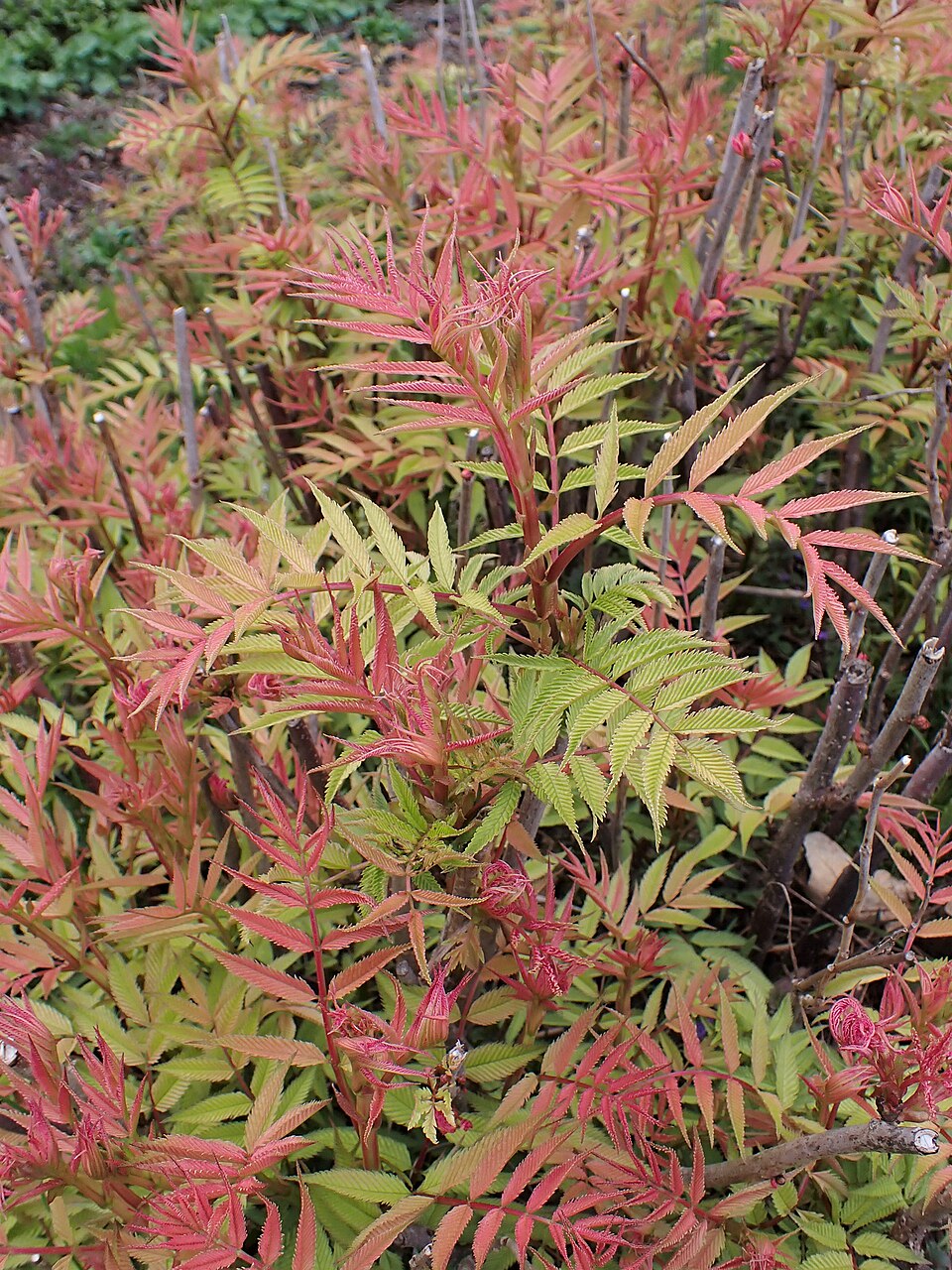 Sorbaria sorbifolia 'Sem' (alternate view 5)