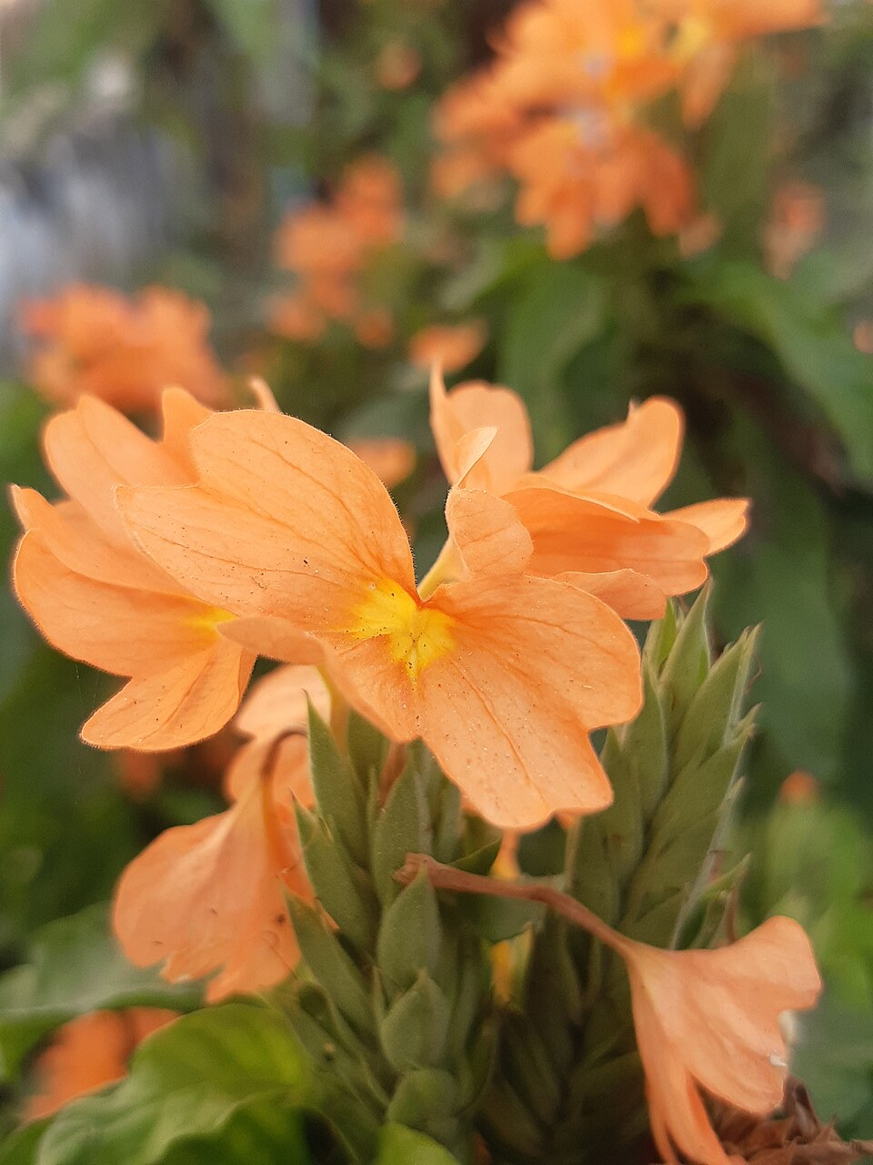 Crossandra (Crossandras) (alternate view 4)