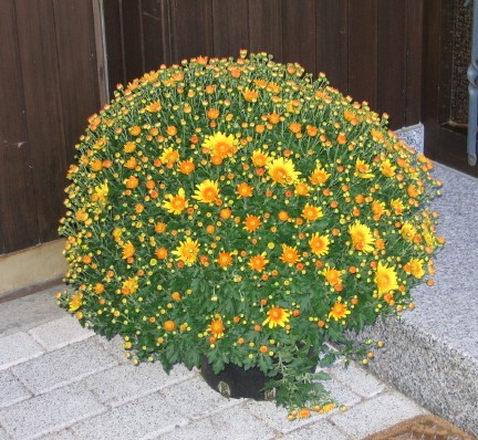 Chrysanthemum × morifolium (Garden Mum) (alternate view 6)