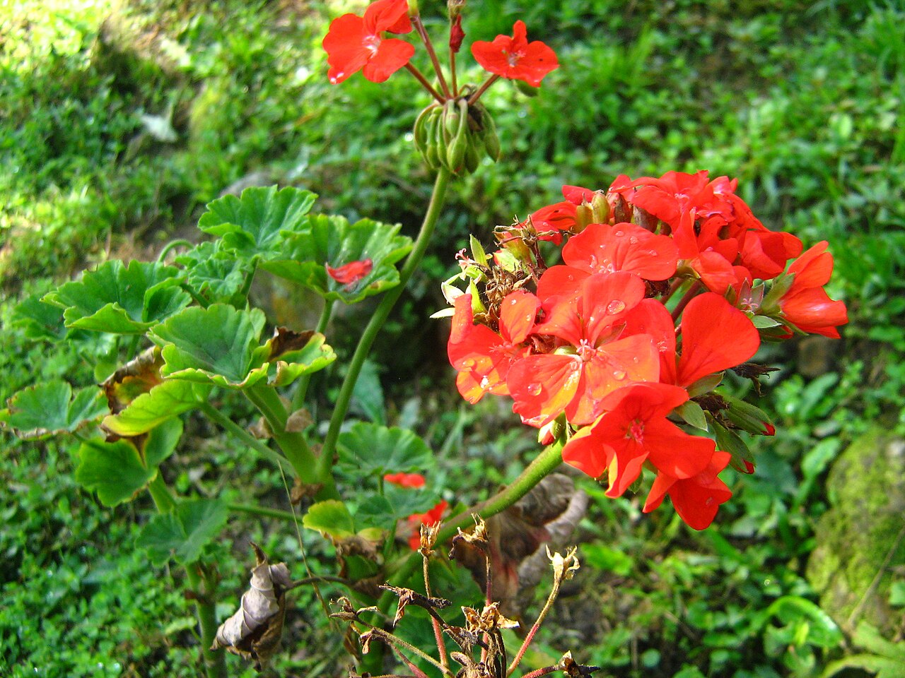 Pelargonium hortorum, Zonal geranium — mounding semi-evergreen (Geraniaceae) (image 4 of 6)