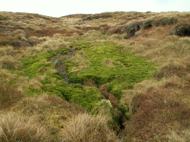 Sphagnum (Sphagnum mosses)