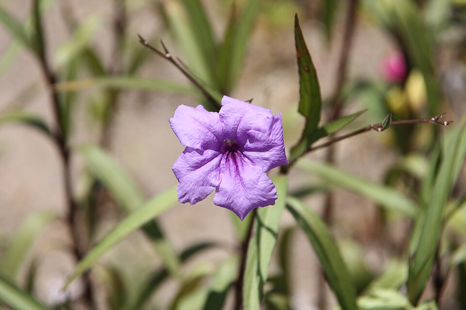 Ruellia simplex (Mexican Petunia) (alternate view 6)