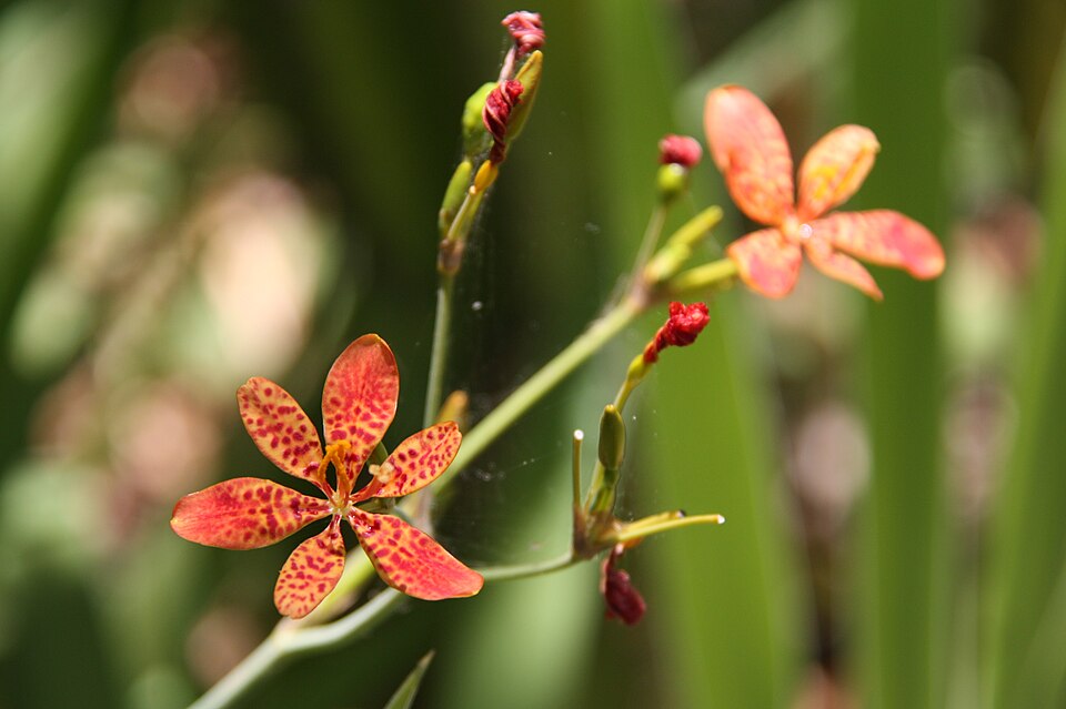 Iris domestica (Blackberry Lily) (alternate view 5)