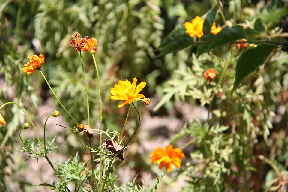 Cosmos sulphureus (Yellow Cosmos) (alternate view 6)