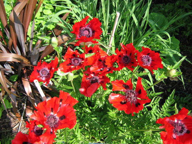 Papaver orientale (Oriental poppy) (alternate view 6)