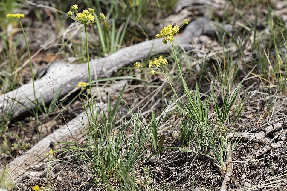 Lomatium (Biscuitroots) (alternate view 9)
