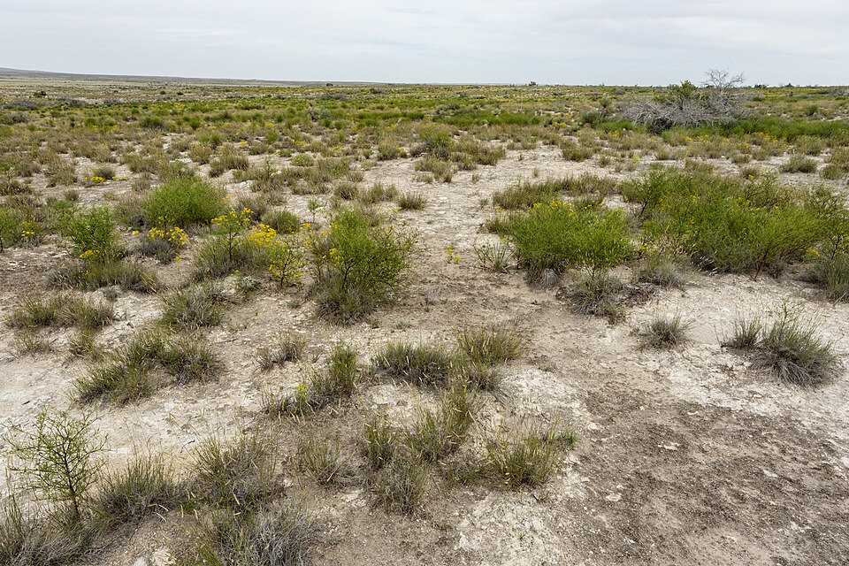 Krameria lanceolata (Trailing Rhatany) (alternate view 8)
