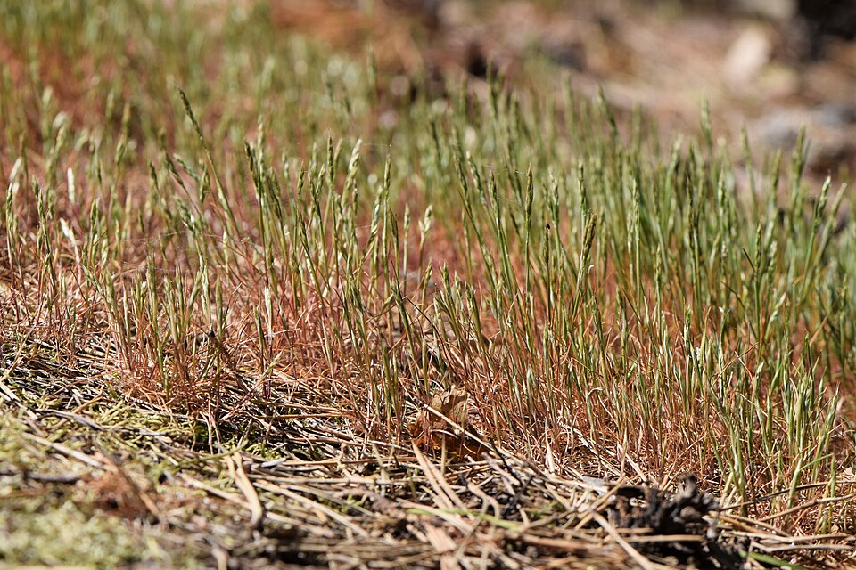 Aira praecox (early hair grass)