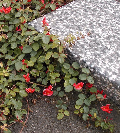 Kennedia prostrata (Running Postman)