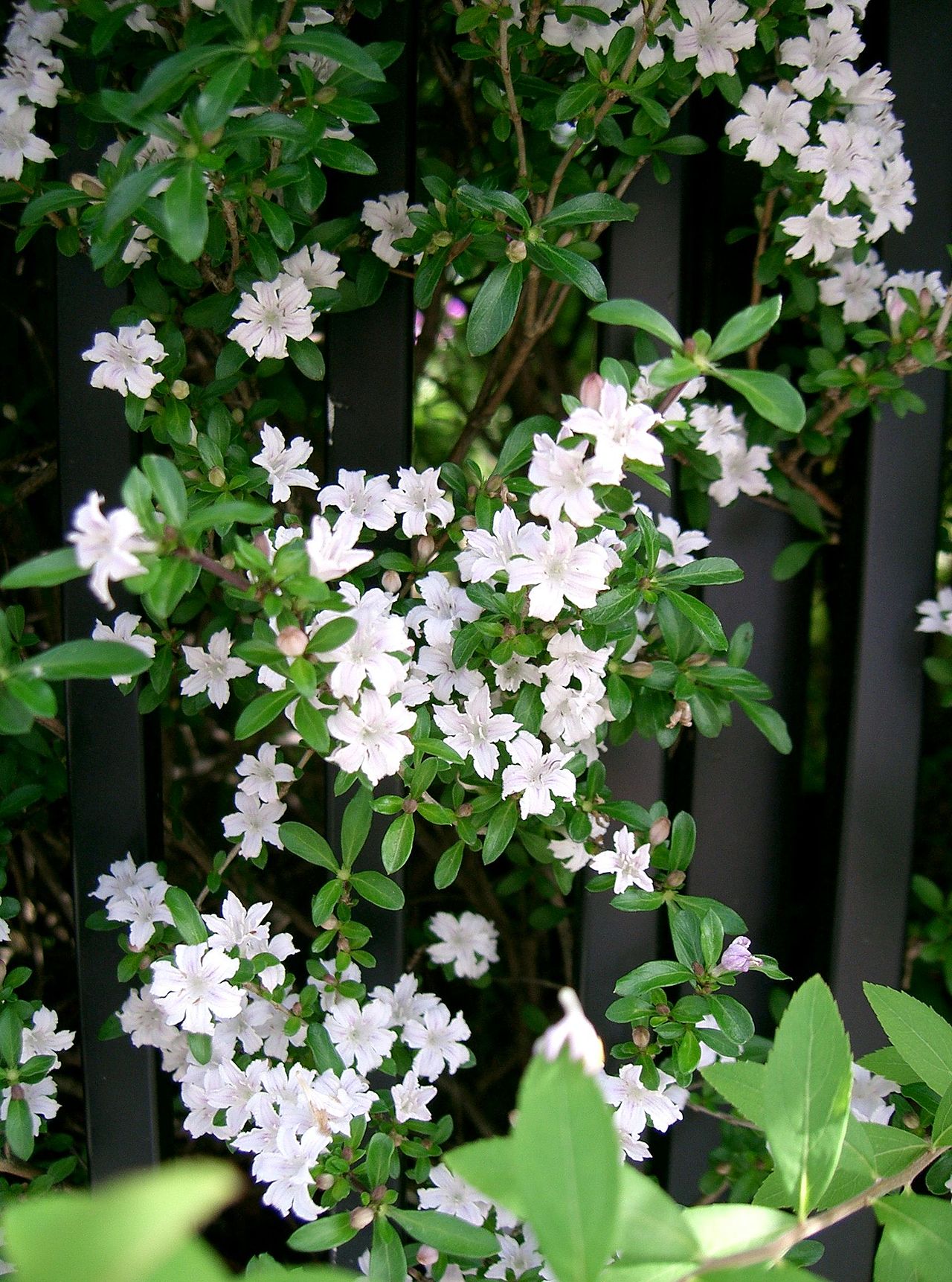 Serissa japonica, Snow rose — mounding evergreen (Rubiaceae) (image 1 of 9)