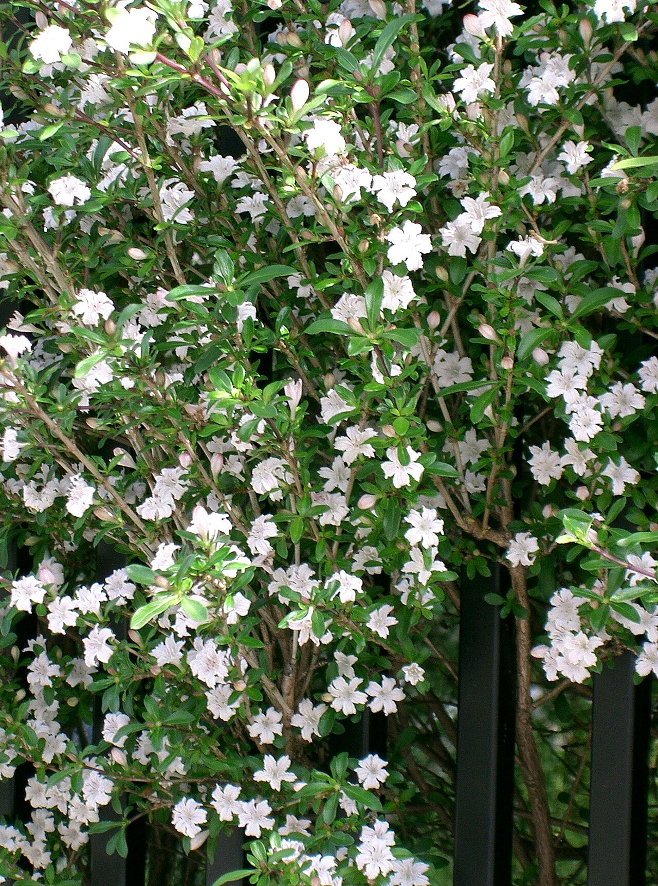 Serissa japonica, Snow rose — mounding evergreen (Rubiaceae) (image 2 of 9)
