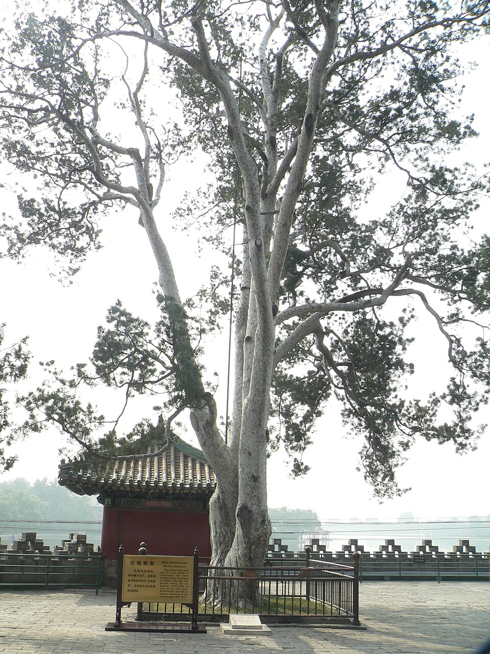 Pinus bungeana (Lacebark Pine) (alternate view 10)
