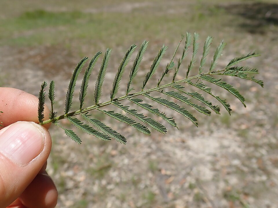 Acacia irrorata (green wattle) (alternate view 6)