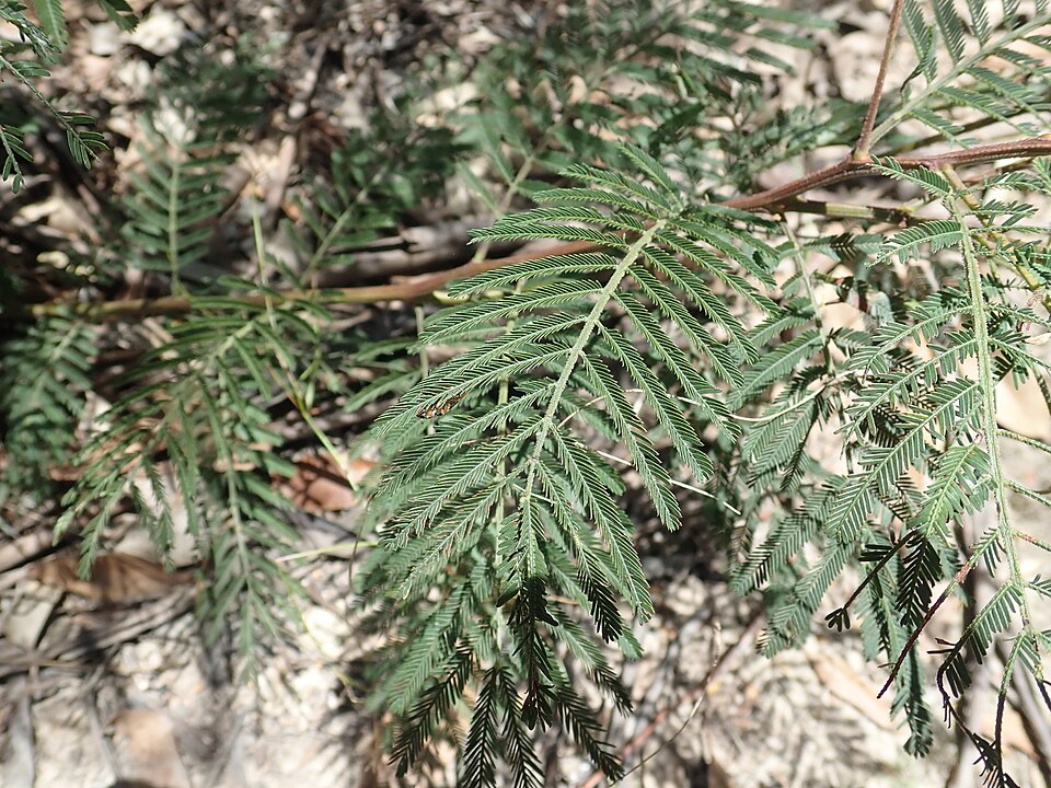 Acacia irrorata (green wattle) (alternate view 7)