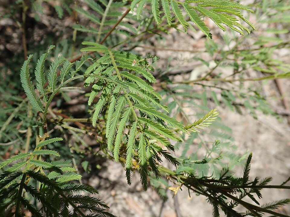 Acacia irrorata (green wattle) (alternate view 8)
