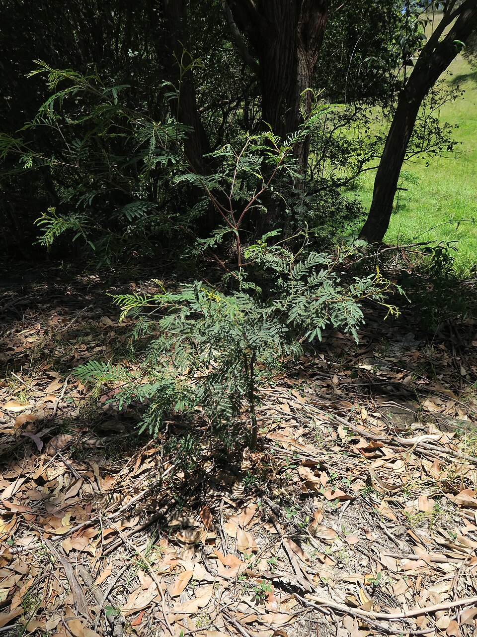 Acacia irrorata (green wattle) (alternate view 9)