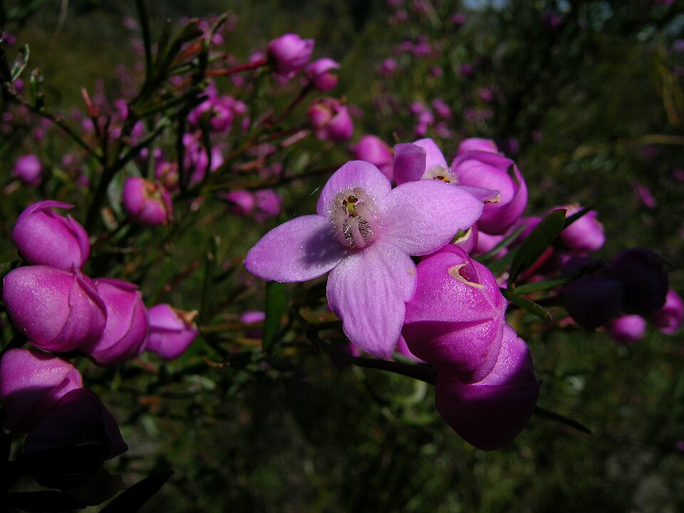 Boronia pinnata (Pink Boronia) (alternate view 3)