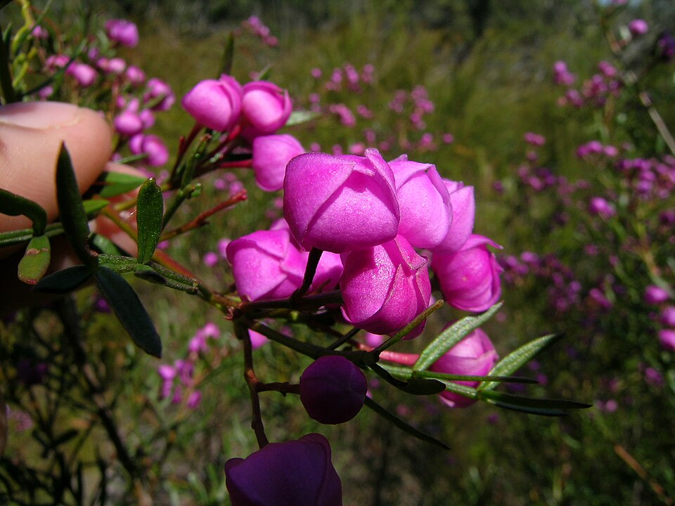 Boronia pinnata (Pink Boronia) (alternate view 4)
