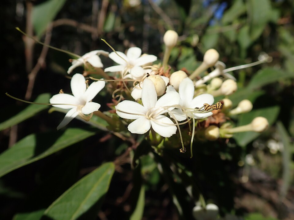Clerodendrum tomentosum (Downy Chance) (alternate view 5)