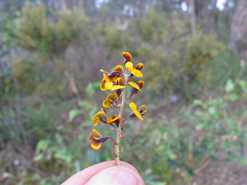 Daviesia latifolia (hop bitter-pea) (alternate view 9)