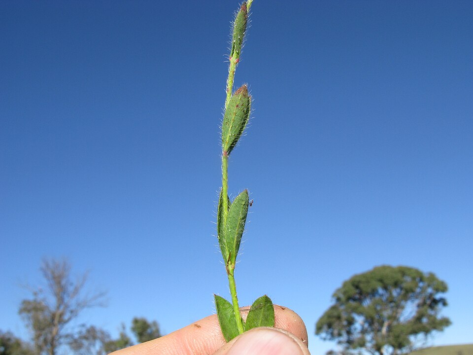 Pimelea curviflora (curved rice-flower) (alternate view 9)