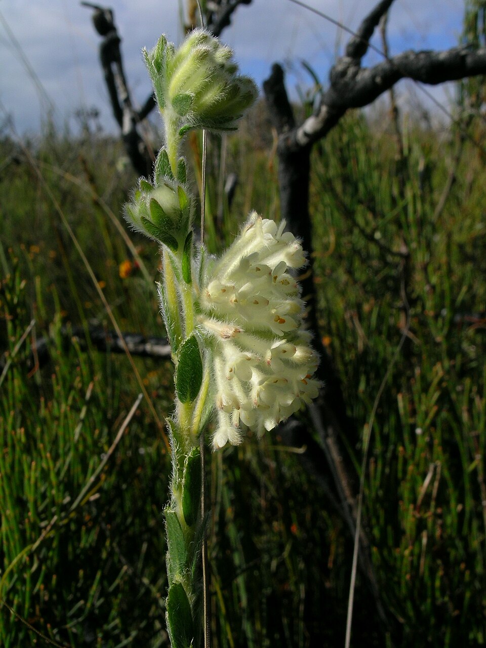 Pimelea octophylla (Woolly Rice-flower) (alternate view 7)