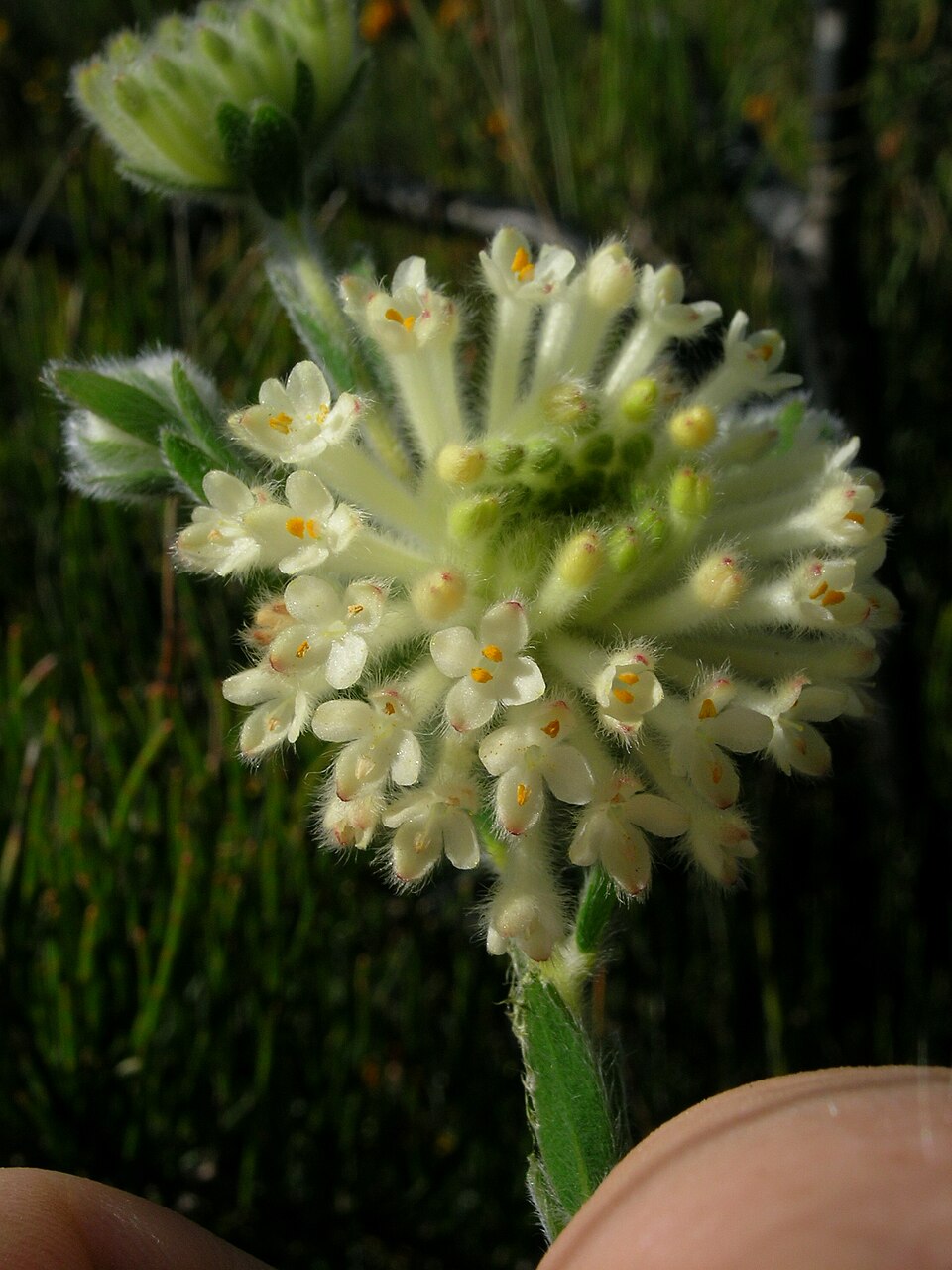 Pimelea octophylla (Woolly Rice-flower) (alternate view 8)
