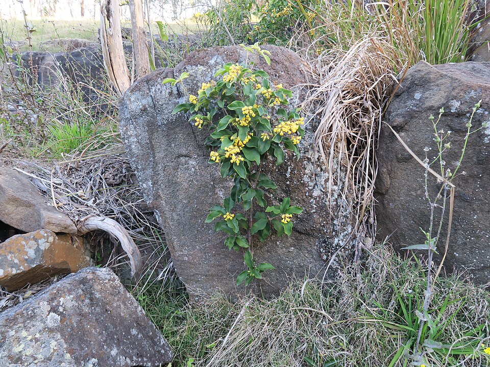 Pittosporum revolutum (Rough-fruited Pittosporum) (alternate view 3)