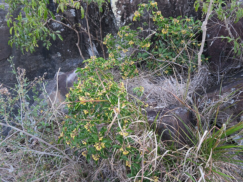 Pittosporum revolutum (Rough-fruited Pittosporum) (alternate view 4)