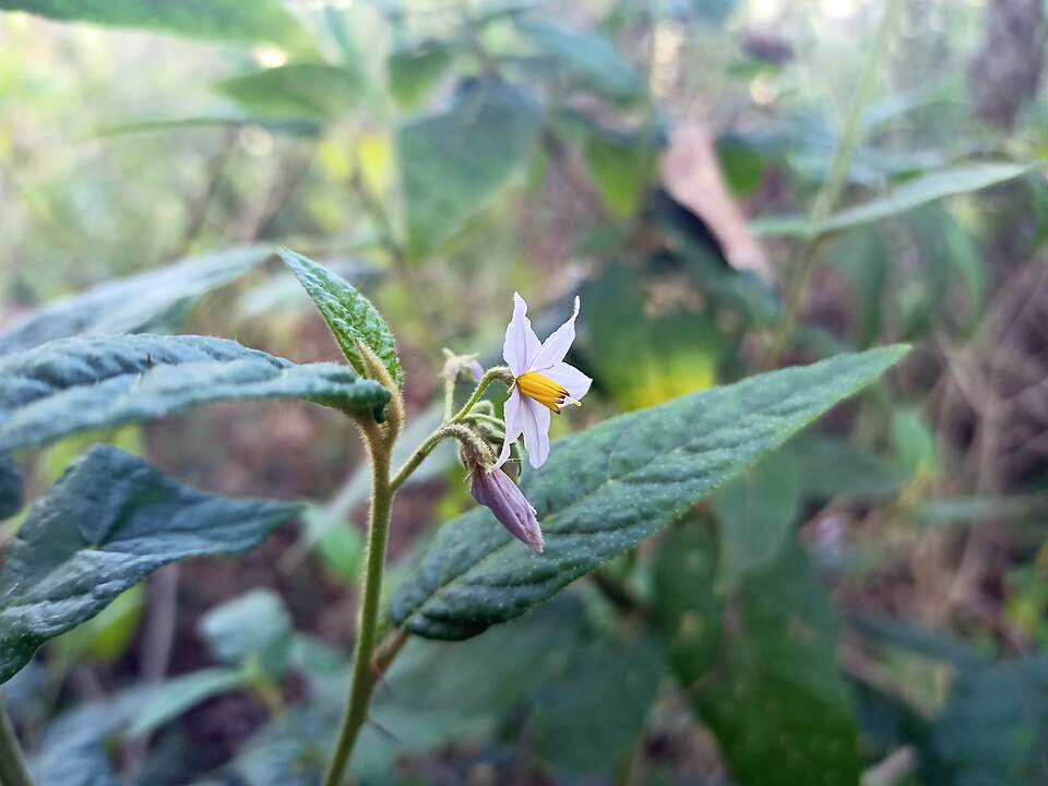 Solanum stelligerum (devil's needles) (alternate view 6)