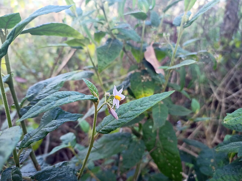Solanum stelligerum (devil's needles) (alternate view 7)