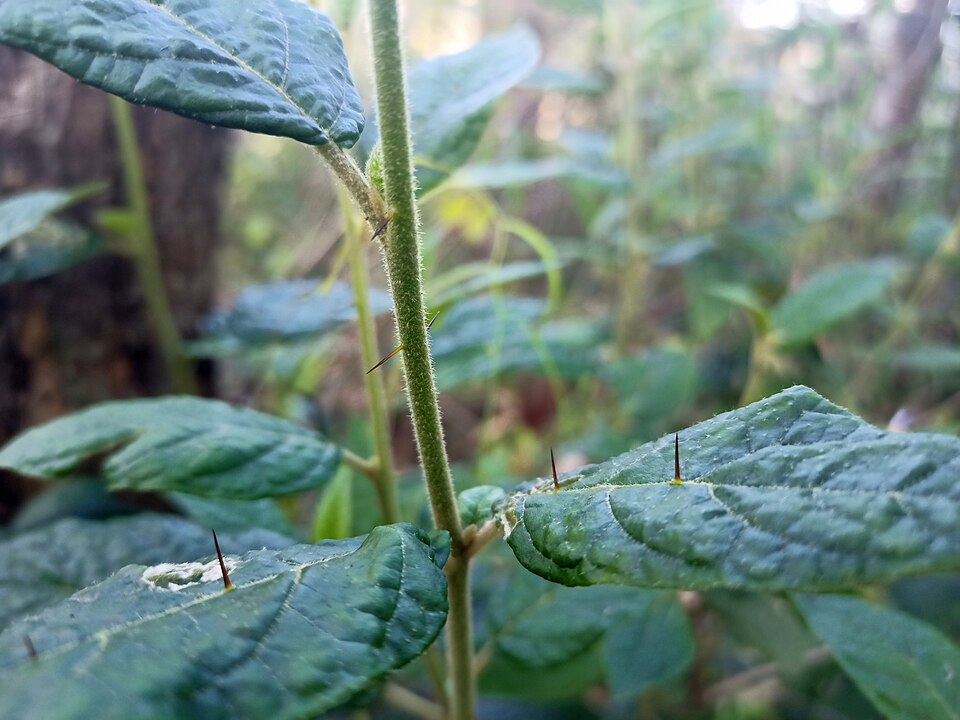 Solanum stelligerum (devil's needles) (alternate view 8)